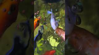 African cichlid tank feeding time ⏲️ janyvlogstamil [upl. by Mahseh]