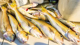 91424 New York Tilefish Fishing aboard Canyon Lady Charters RafSowiOutdoors Go Get’em 🔥🔥 [upl. by Acirret65]