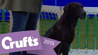 Gundog Display  Adrian and Caroline Slater  Crufts 2015 [upl. by Lindly]