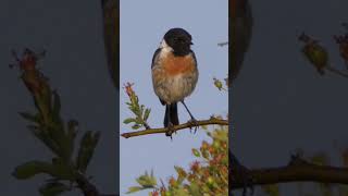 Stonechat Calling shorts [upl. by Hayes]