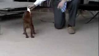 Chronic Episodic Falling in Cavalier King Charles Spaniel [upl. by Eiramana]