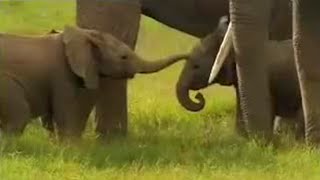 Cute Baby Elephants Fighting  David Attenborough  BBC Studios [upl. by Clova]