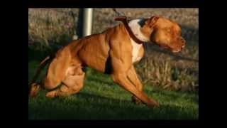 The Real American Pit Bull Terrier [upl. by Eimma]