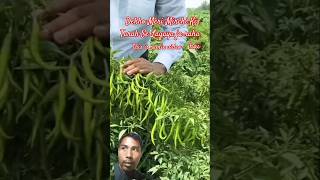 Mirchi lagane ka tarika agriculture farming gardening chilli plants [upl. by Eelymmij]