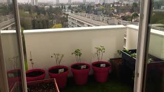 Cultiver des FRAMBOISES en pot sur BALCON  TERRASSE [upl. by Pani]