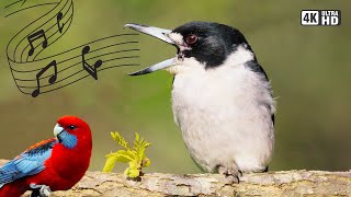 When a Butcherbird Steals the Show  Grey Butcherbird Call amp Song [upl. by Itsirc]