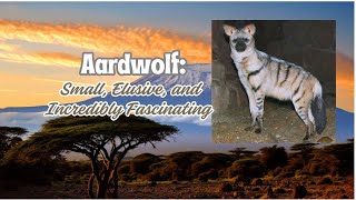 Aardwolf Small Elusive and Incredibly Fascinating hyena wildlife animals [upl. by Kuster]