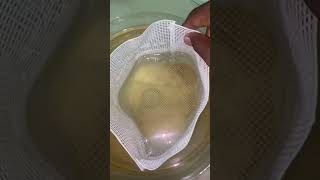 Guppy fish fry’s guppy guppies chennai kolathurfish breeding shorts kolathuraquariumfish [upl. by Nosna]