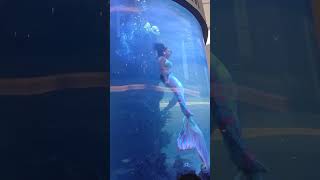 Mermaid Struggles For Air as Tail Catches in Aquarium [upl. by Saiasi400]