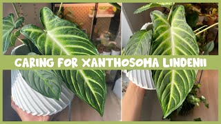 Caring for XANTHOSOMA LINDENII  Costa Farms Plant [upl. by Brietta]