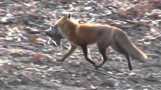 FOX CATCHES SQUIRREL [upl. by Grinnell]