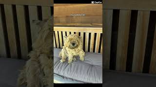 Please like and subscribe🥰doglovers dog funny [upl. by Ahsitan]