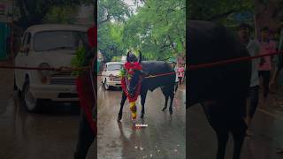 🐂SK Karuppan Mass Beast🖤Smoke Entry🔥 jallikattu kaalai videos viralshorts trend [upl. by Duaner]