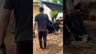 Raavanan ❤️ jallikattu manjuvirattu unnavida songs tamil trending viral 2024 ravanan [upl. by Aloysia139]