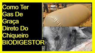 Nunca mais compre gasBIODIGESTOR gas de cozinhabiodigestor caseiroBiogas com esterco suino [upl. by Tammy]