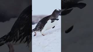 Bluish Whitestar Penguin Showdown The Funniest Fights Ever [upl. by Eelyr]