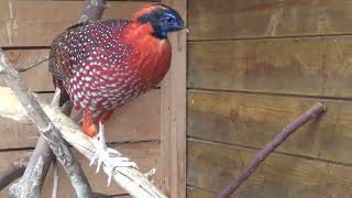 bażant tyminektragopan modrolicy Tragopan temminckii [upl. by Ailuy]