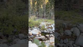 Sequoia National ParkampNational Forest ASMR [upl. by Annhoj]