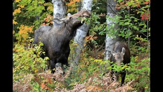 Chasse à lorignal Vrai son de femelle non réceptive [upl. by Gimpel]