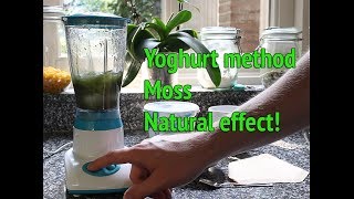 Dry Start Method Aquarium  How to grow aquarium moss [upl. by Benil]