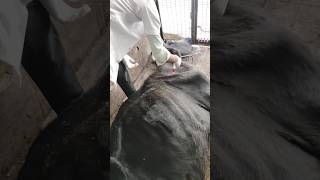 Intra muscular injection Kaise Lagaye veterinary injection vet [upl. by Niveg]