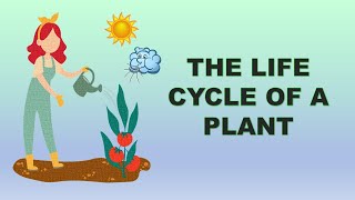 Plant Life Cycle  How do plants make more plants  The cycle of the plant  Shorts KHUNKRUAI [upl. by Lotsyrc]