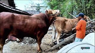 cow mating techniques every farmer should know  love cow  growth cow generation [upl. by Sillaw]