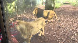 Asiatic Lions Paignton Zoo Environmental Park 20th January 2012 [upl. by Haleak879]