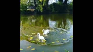 Dancing Swans nature relaxingmusic dancingswan countryside photooftheday lovephotography [upl. by Attalie]