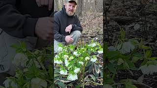 Lenten Rose AKA Hellebore  Amazing Flowers On This Early Spring Bloomer [upl. by Inalaek]