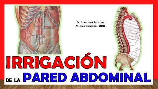 🥇 ARTERIAS DE LA PARED ABDOMINAL Irrigación ¡Explicación fácil y sencilla [upl. by Ardnasirk]