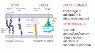 Understanding the In Vitro Culture System and Factors That Affect It [upl. by Anaynek465]