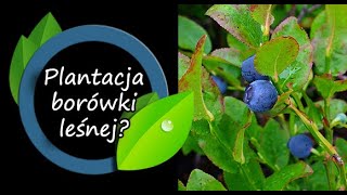 Dlaczego nie ma plantacji borówki leśnej [upl. by Darwen976]