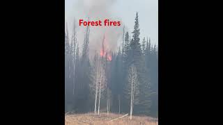 Forest fires viralvideo fypシ゚viral firefighter forest fire wildlandfirefighter [upl. by Tioneb]