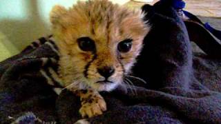 Cute Baby Cheetah [upl. by Anwahs]