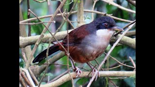 31 Wayanad Laughingthrush  Pterorhinus delesserti [upl. by Goldenberg]