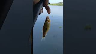 small karimeen fishing in vembanadu kayal [upl. by Essined]