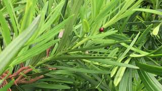 Learn to Grow Buddhist PinePodocarpus [upl. by Noami]