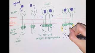 Tyrosine Kinase Mechanisms and Roles in Cancer [upl. by Verne]