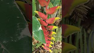 False Bird Of Paradise ❤️ shorts paradise heliconia trending ytshorts song short love yt [upl. by Elissa451]