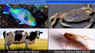 CBSE Class 11 Biology  Biological Classification System  Full Chapter  By Shiksha House [upl. by Ahsieka]