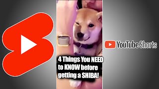 4 Things you NEED to know BEFORE Getting a SHIBA INU [upl. by Alim]