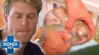 Top 5 HighRisk Puppy Births 😨 Dogs Giving Birth  Bondi Vet Compilation  Bondi Vet [upl. by Onileva]