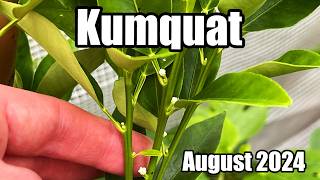 Kumquat Tree Beginning To Flower In The UK  August 2024 [upl. by Ahsiemac327]