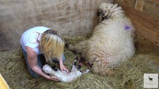 Our First Valais Blacknose Lamb Born  Cutest Ever  Windfold Farm  043 [upl. by Onairpic984]