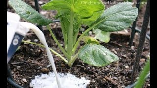 5 excellentes utilisations du lait dans le jardin [upl. by Alekal]