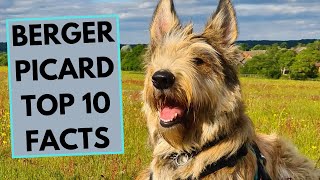 Berger Picard  TOP 10 Interesting Facts [upl. by Henson]