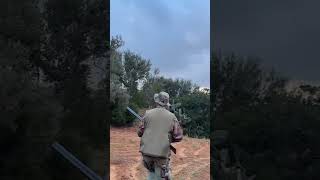 Chasse aux perdix en Tunisie hunting birdhunting birds tunisia action nature amazing hunting [upl. by Noivaz]