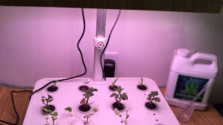 Moistenland hydroponic garden setup and info [upl. by Tomkins]