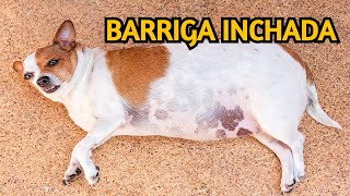 Cachorro com a BARRIGA INCHADA Entenda os Motivos shorts [upl. by Aineles]